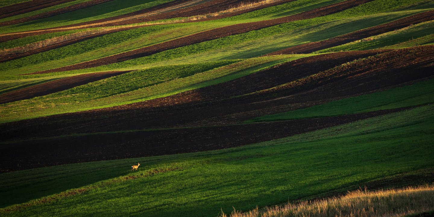 Campos de cultivo ondulados con surcos verdes y labrados al atardecer
